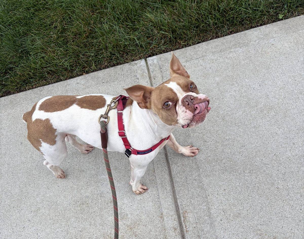 Joey, Paul's Boston Terrier